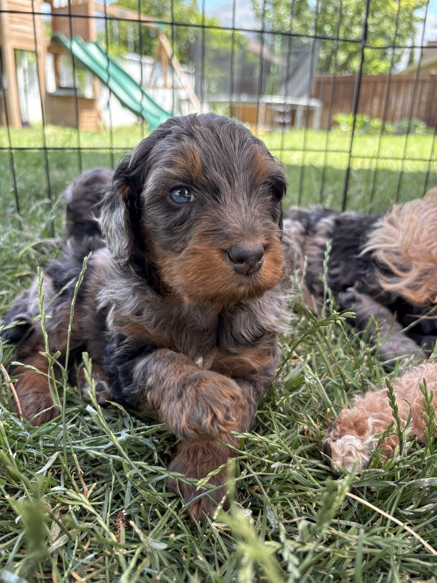 Bernedoodle Puppies F2