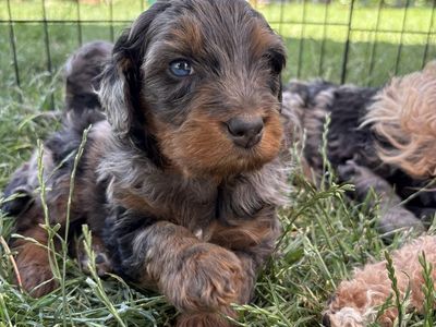 Bernedoodle Puppies F2