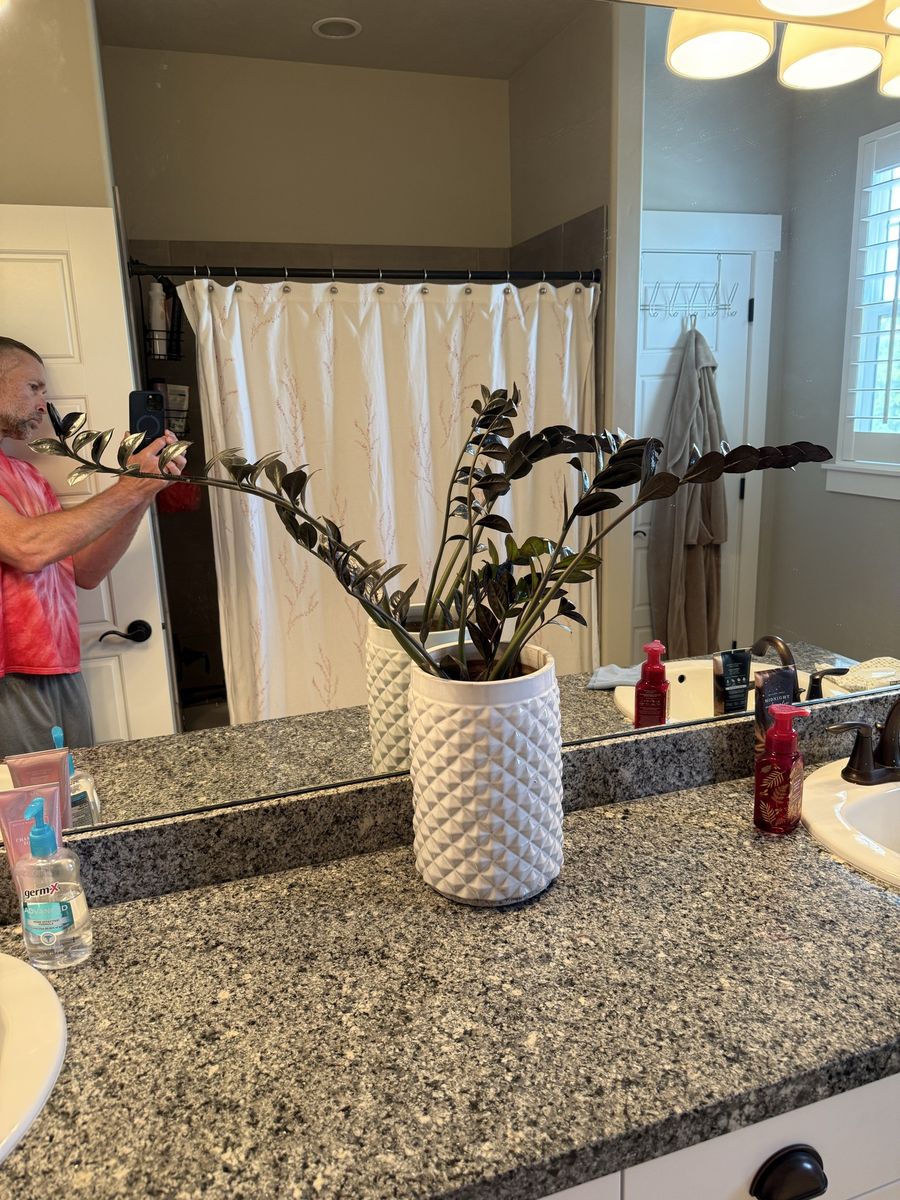 Raven ZZ Plant (Pothos/Zamioculcas Zamiifolia) in White Textured Ceramic Planter Pot