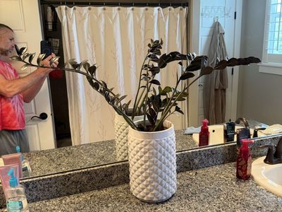 Raven ZZ Plant (Pothos/Zamioculcas Zamiifolia) in White Textured Ceramic Planter Pot