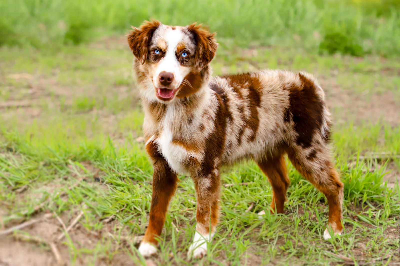 *PENDING* Quality/Trained Australian Shepherd (Mini Aussie) Female!