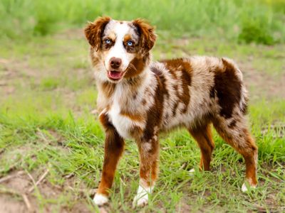 *PENDING* Quality/Trained Australian Shepherd (Mini Aussie) Female!