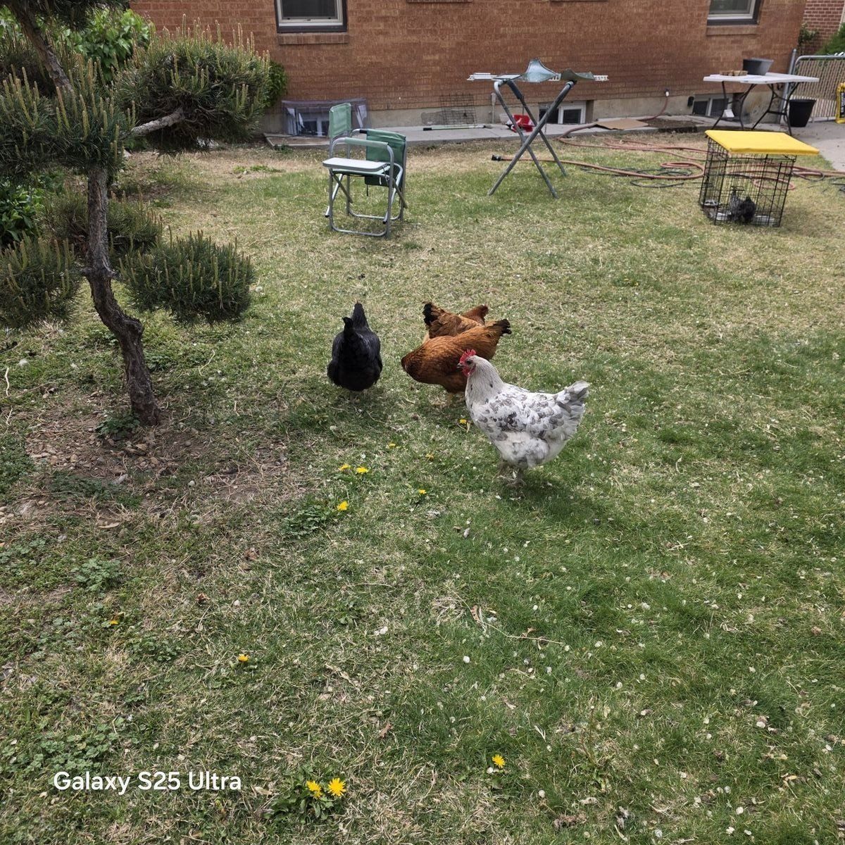 chickens with house and coup.