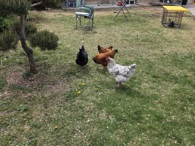 chickens with house and coup.