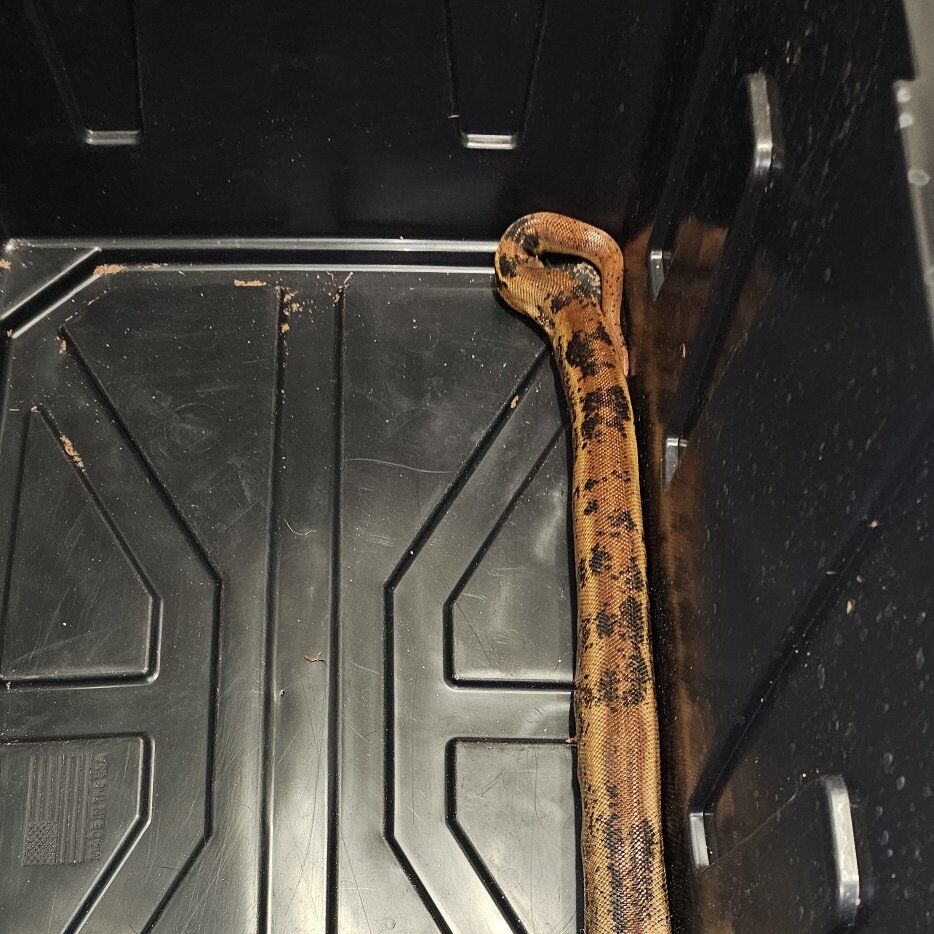 Paradox Motley Hypo Jungle 100% Het Blood)