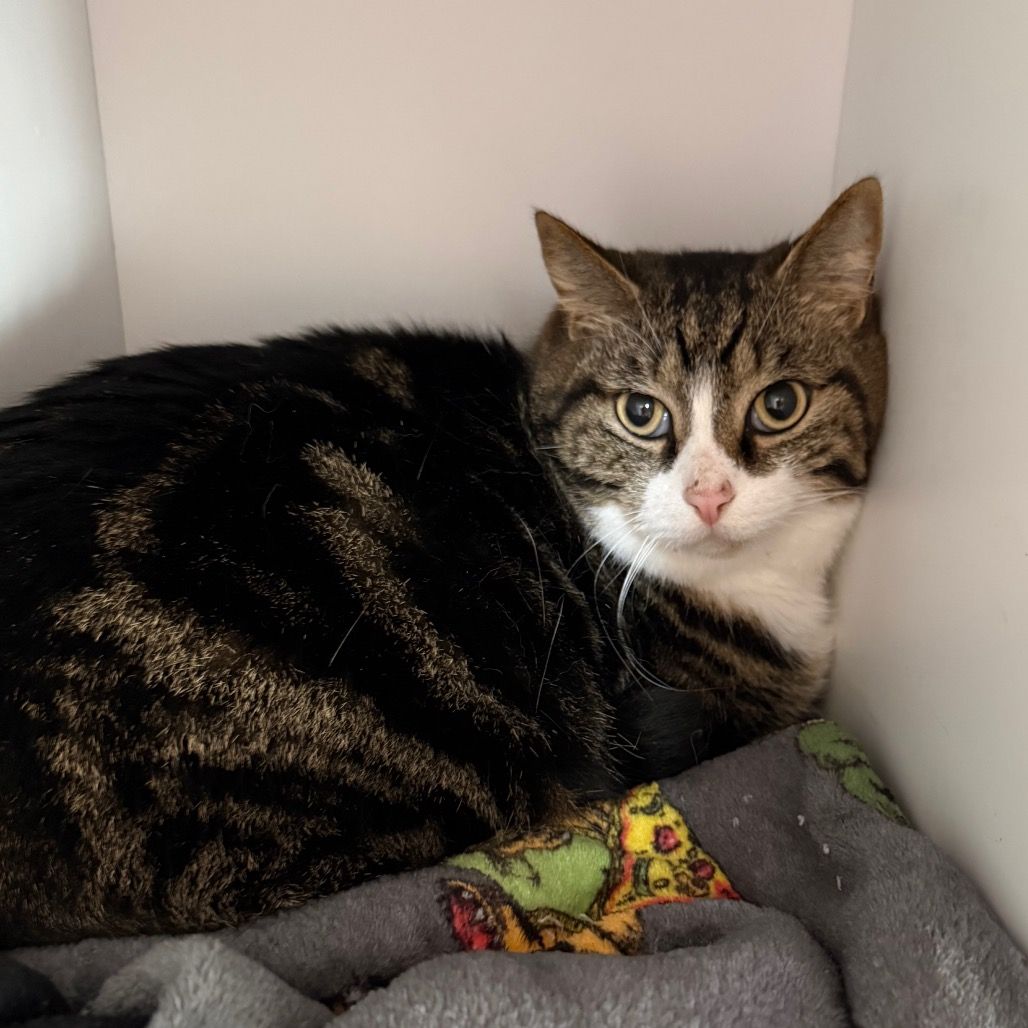 Hello my name is Shreveport