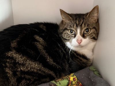 Hello my name is Shreveport