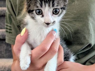 Kittens with VACCINES, cute tabby, orange tabby, Siamese, calico. Friendly kittens. 9 weeks old- ready to go today!
