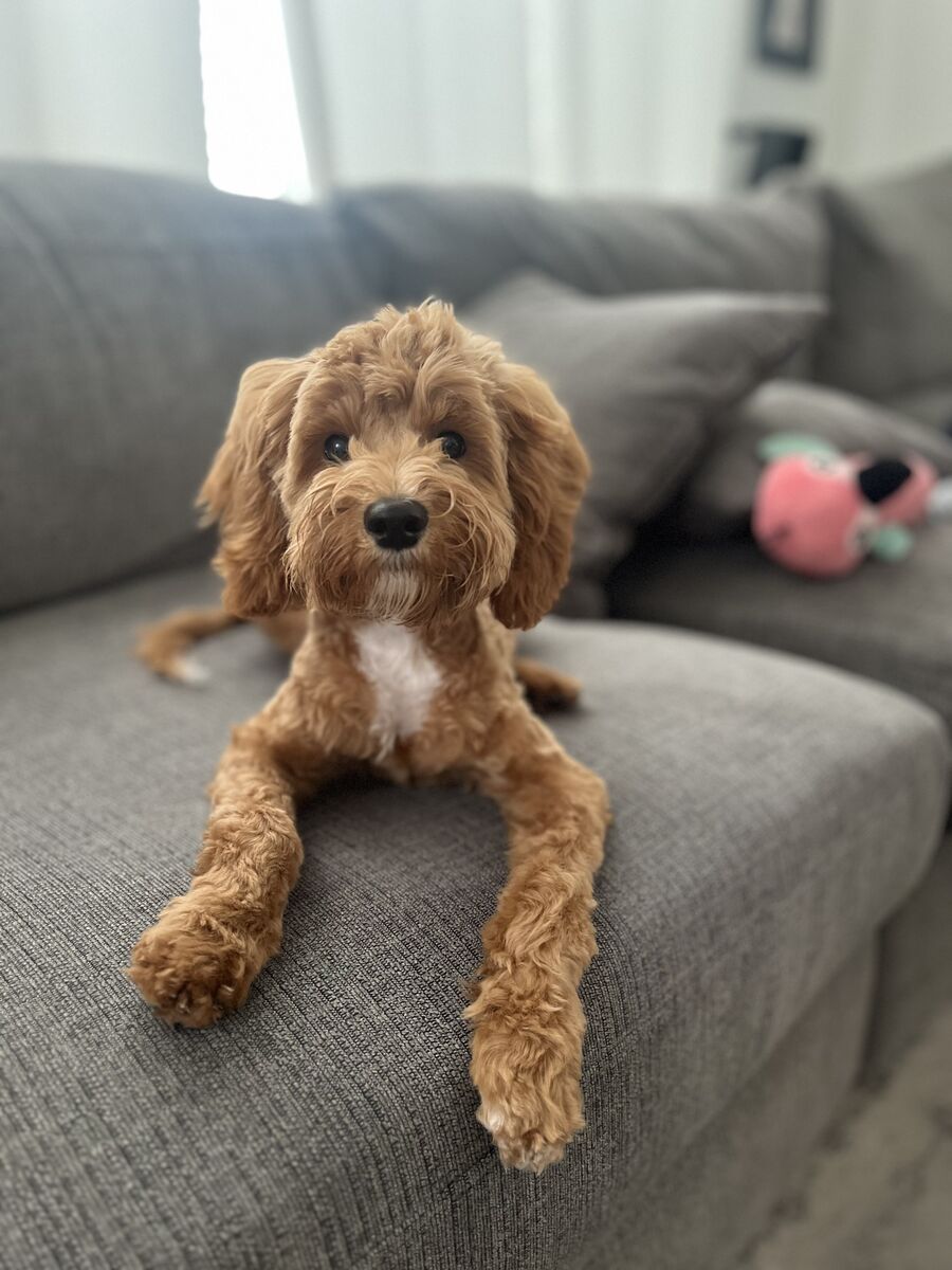Loving Home Needed for Mini Goldendoodle – Ginger