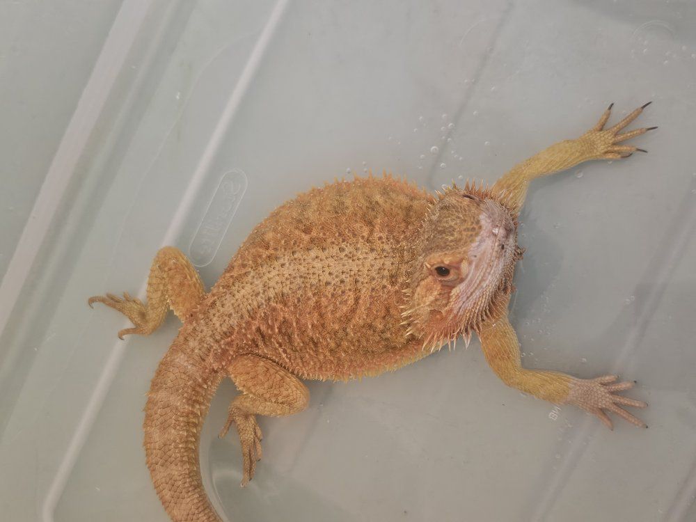 Male Bearded Dragon+full enclosure and extra setup