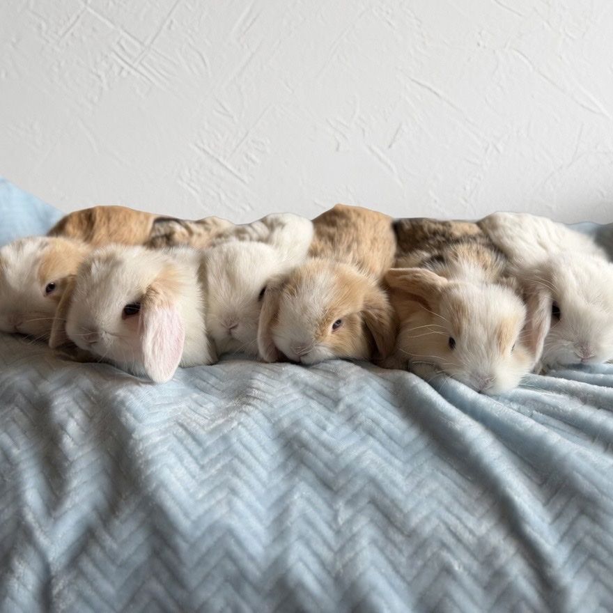 Holland Lop Bunnies