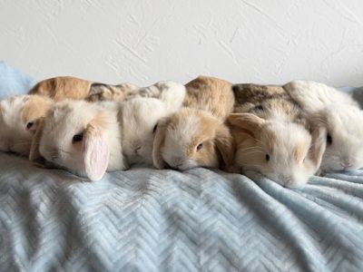 Holland Lop Bunnies
