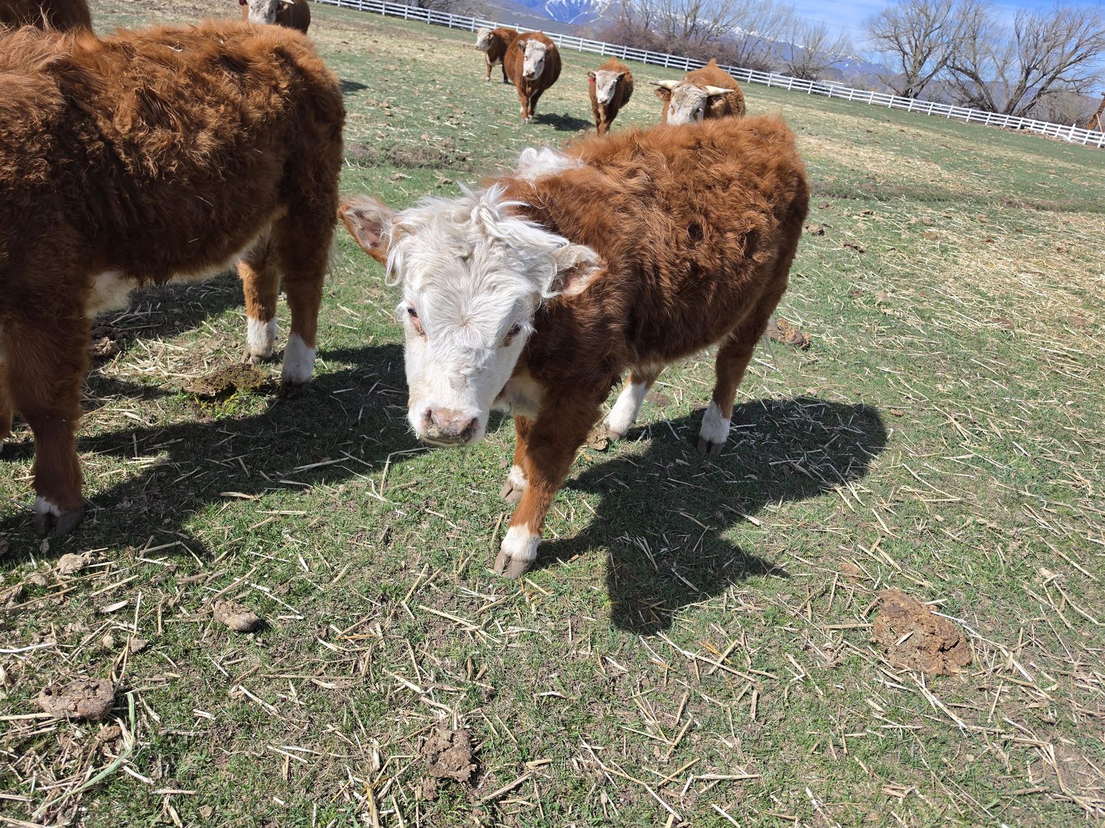 Miniature Herford's Yearling Heifers