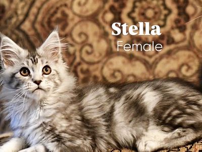 TICA maine coon kittens