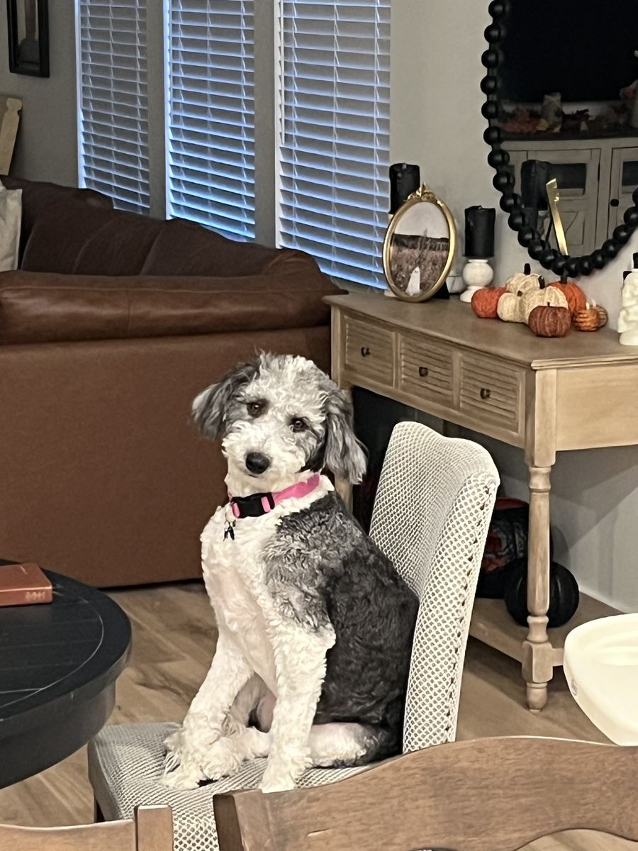 SheepDoodle (Betsy)