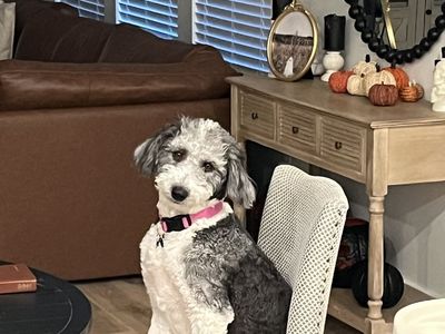 SheepDoodle (Betsy)