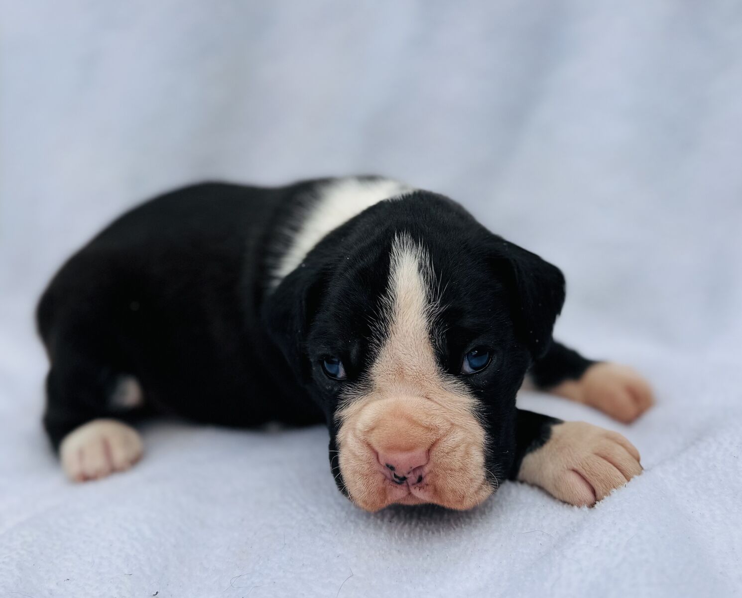 Beautiful  AKC Boxer Puppies