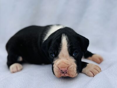Beautiful AKC Boxer Puppies
