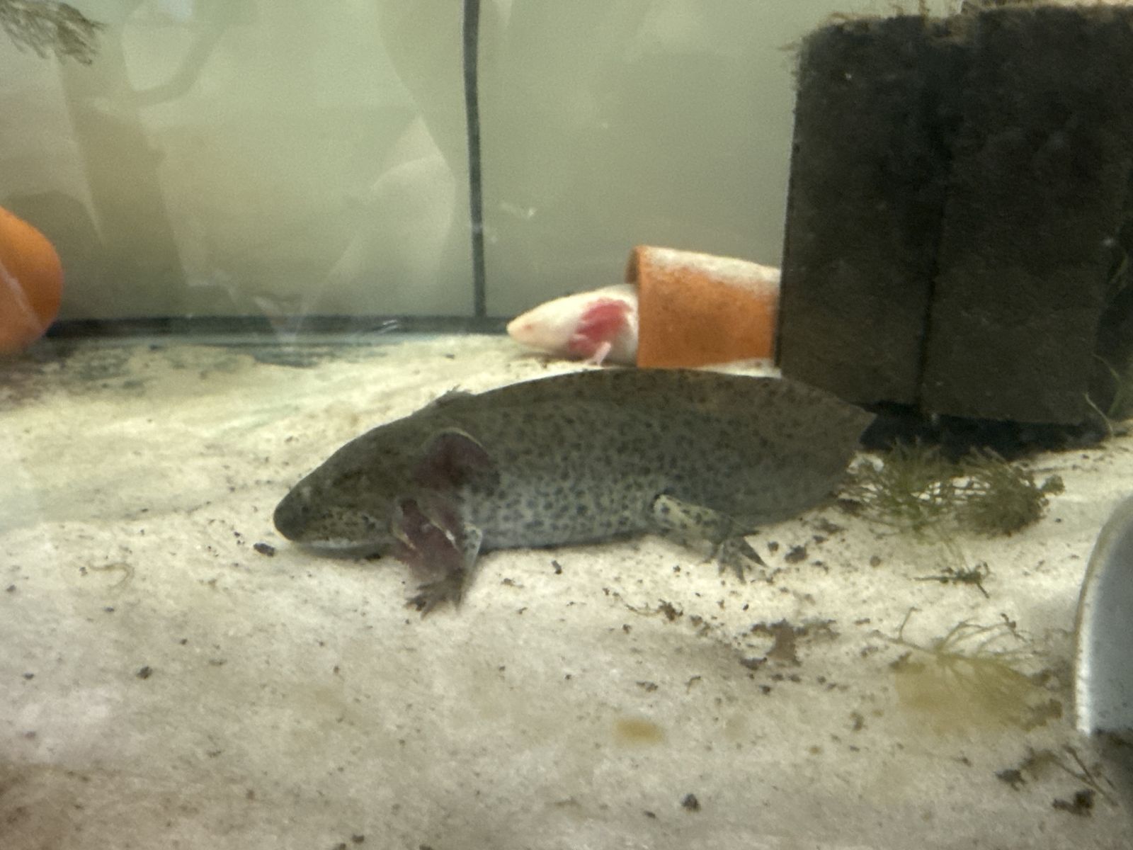Axolotls