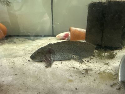 Axolotls