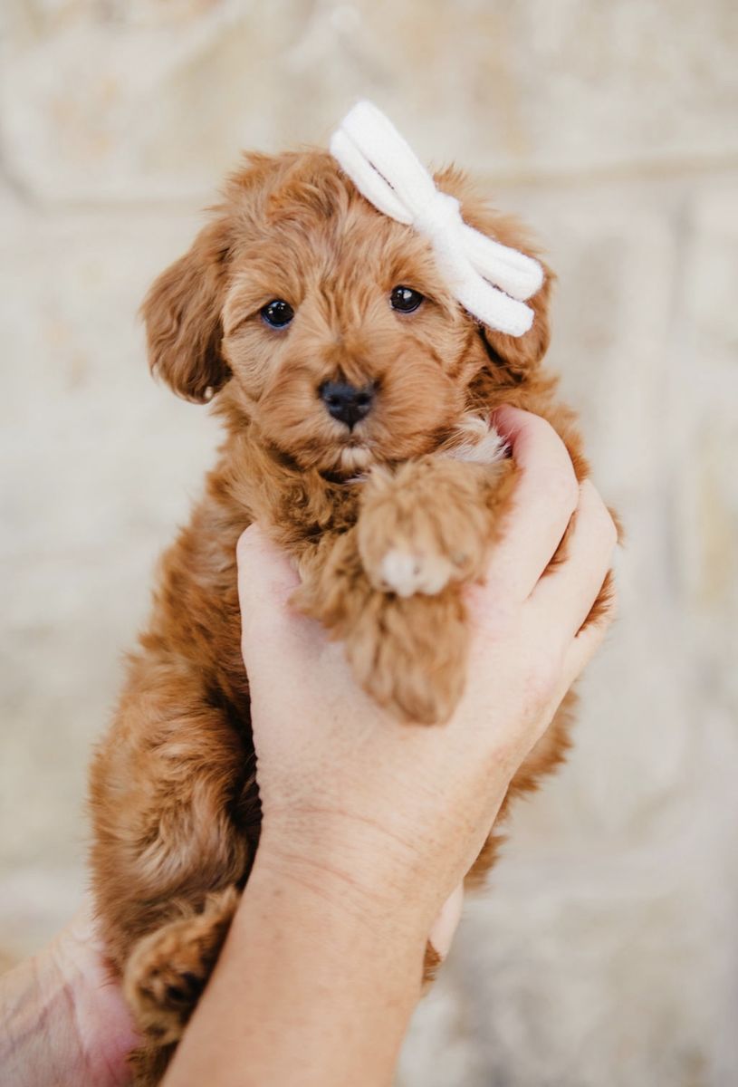 Micro goldendoodle