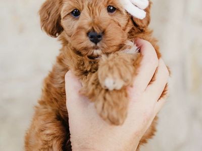 Micro goldendoodle