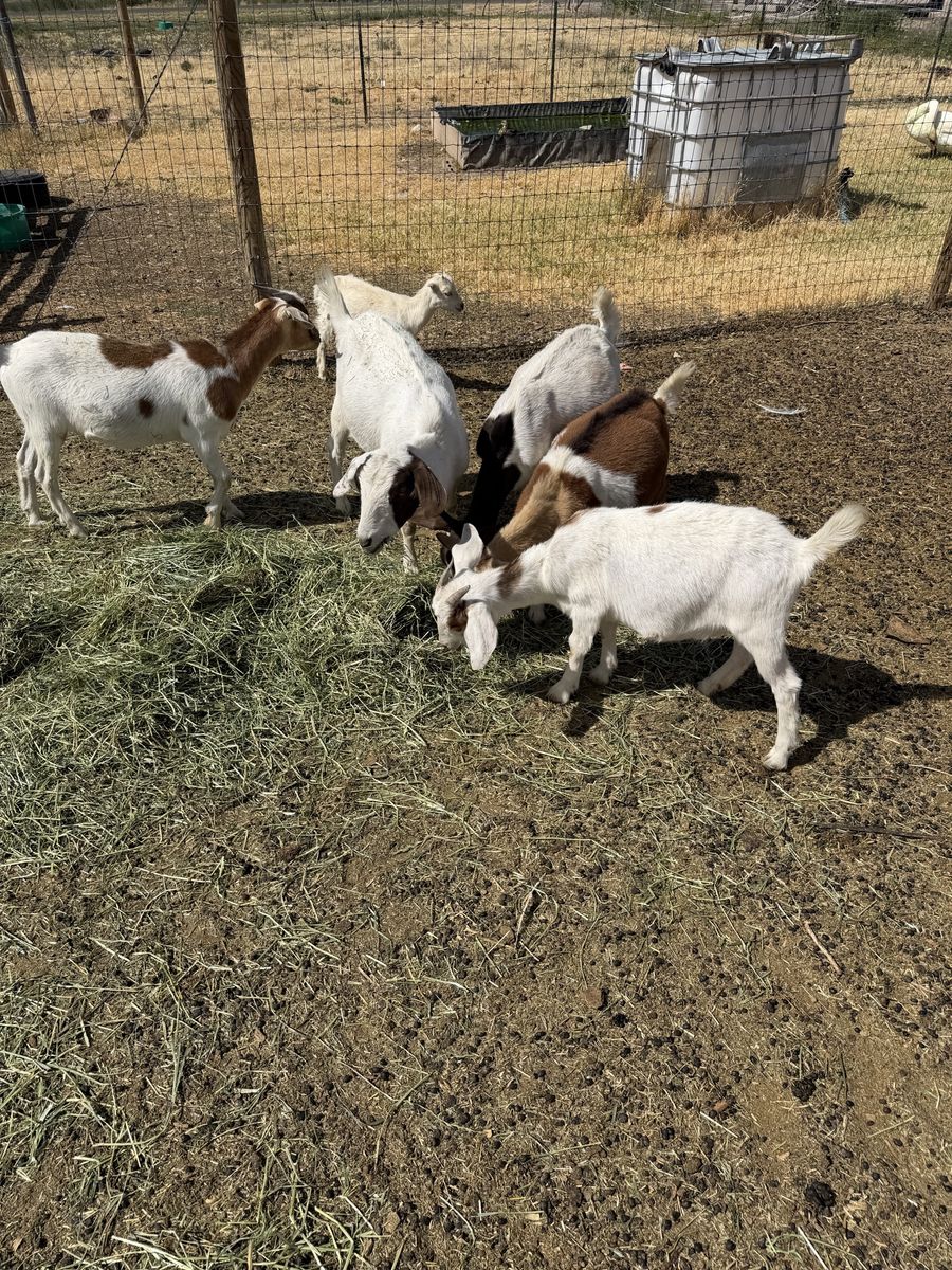 8 goats