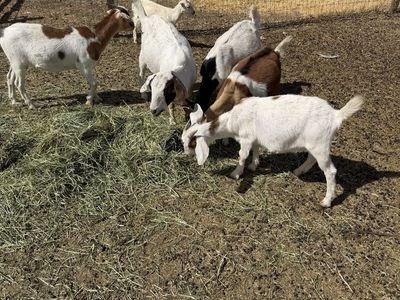 8 goats
