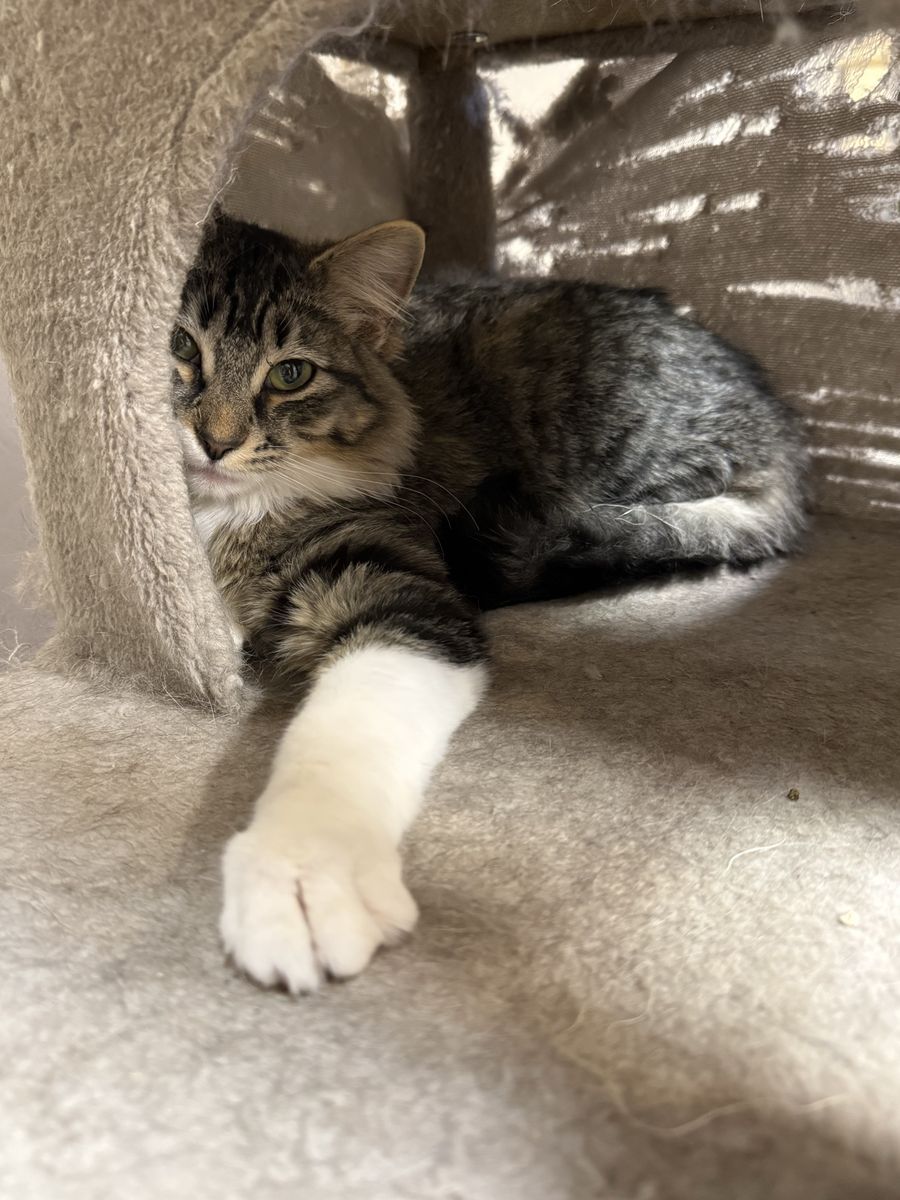 6 Months Old And Barn Cats