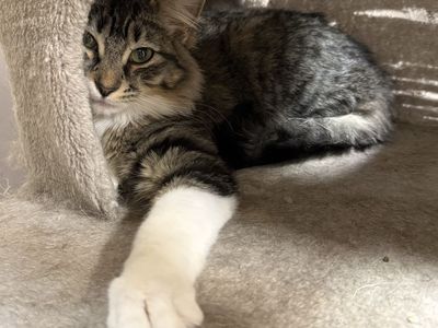 6 Months Old And Barn Cats