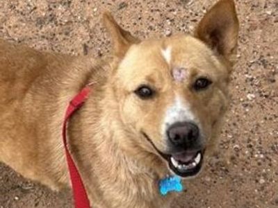 Hello my name is Finch