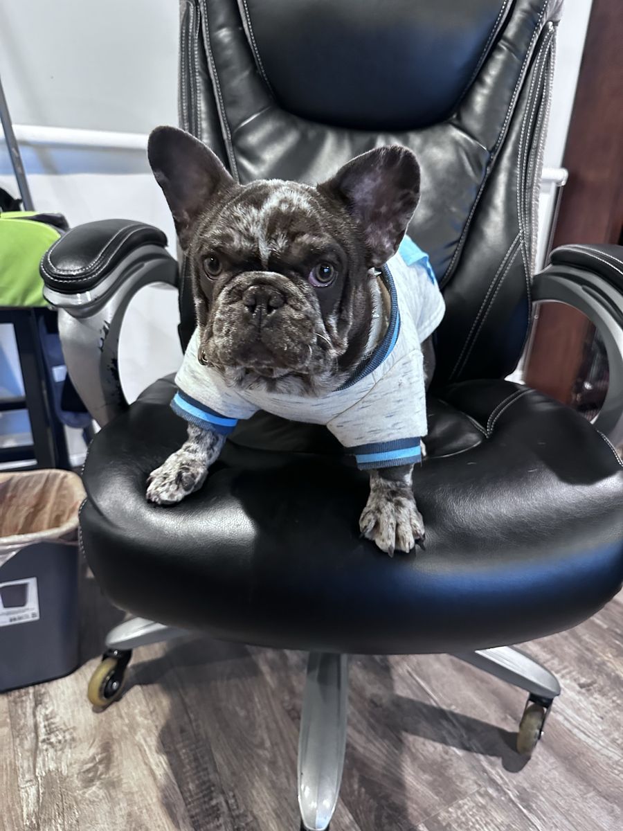 Blue Merle French Bulldog – Pet Only