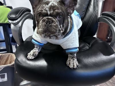 Blue Merle French Bulldog – Pet Only