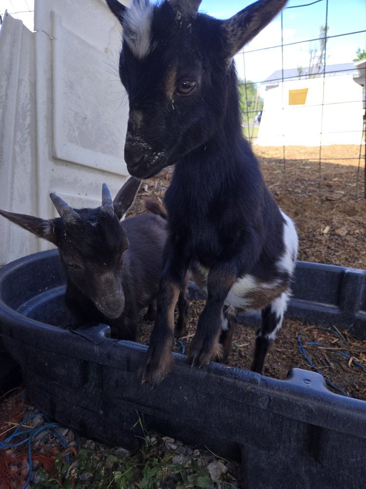 Nigerian Dwarf Goats - Weaned - Black/White
