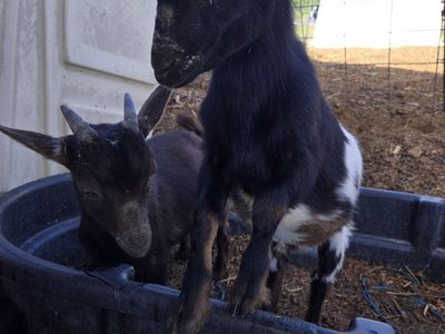 Nigerian Dwarf Goats - Weaned - Black/White
