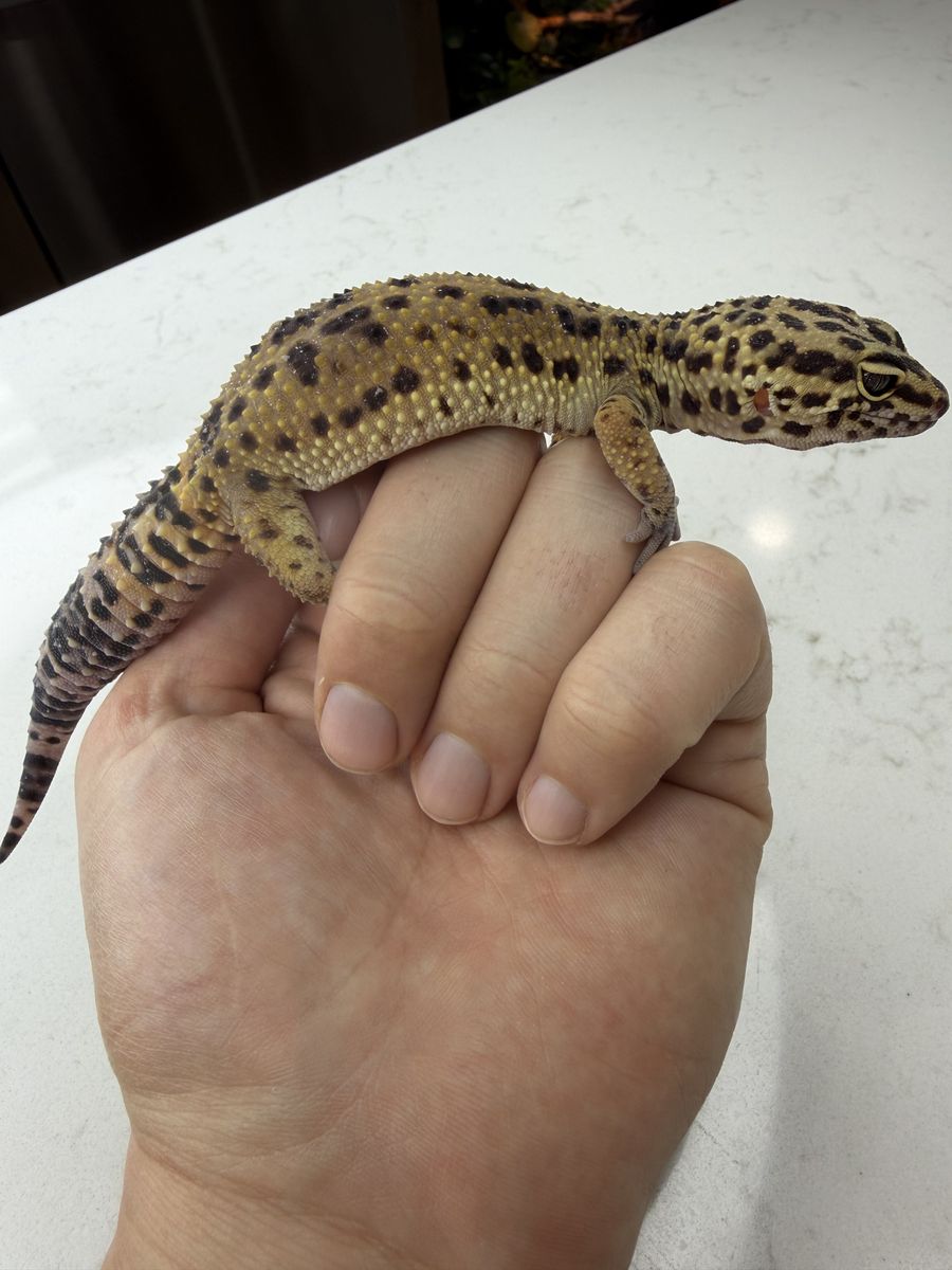 Leopard Gecko (Multiple For Sale)