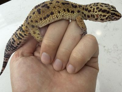 Leopard Gecko (Multiple For Sale)