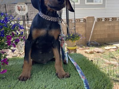 Euro Doberman Puppies