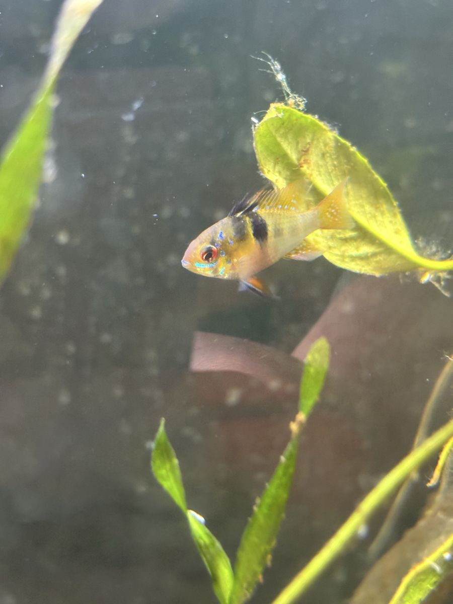 Fish - Electric Blue German Ram Cichlid