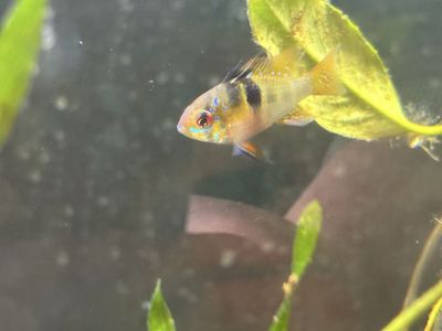 Fish - Electric Blue German Ram Cichlid