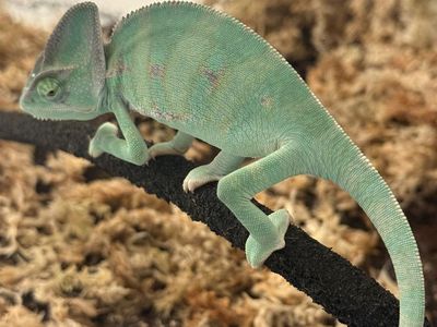 Veiled Chameleon and Bearded Dragon
