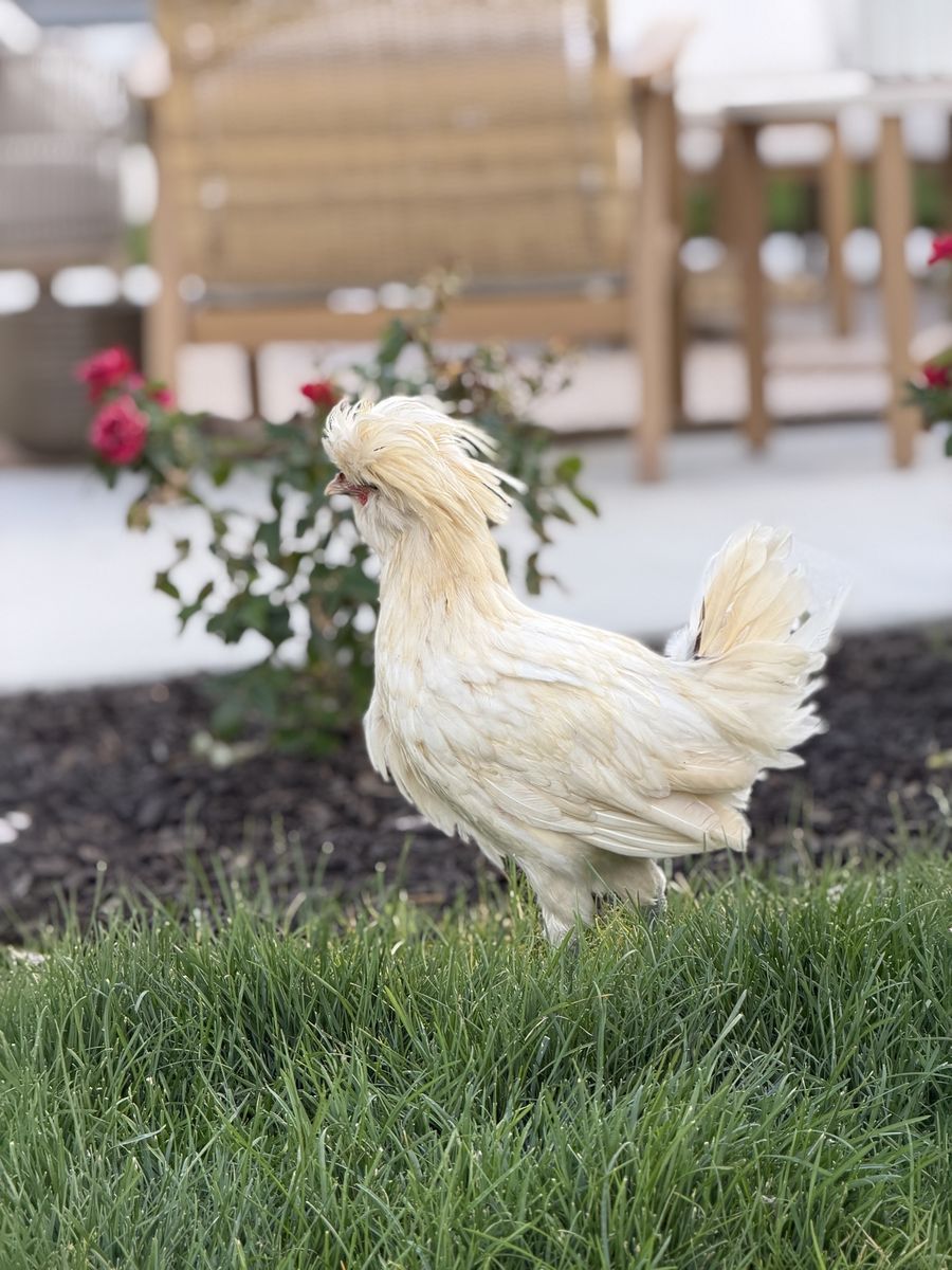 FREE - Crested Polish Rooster