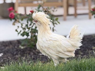 FREE - Crested Polish Rooster