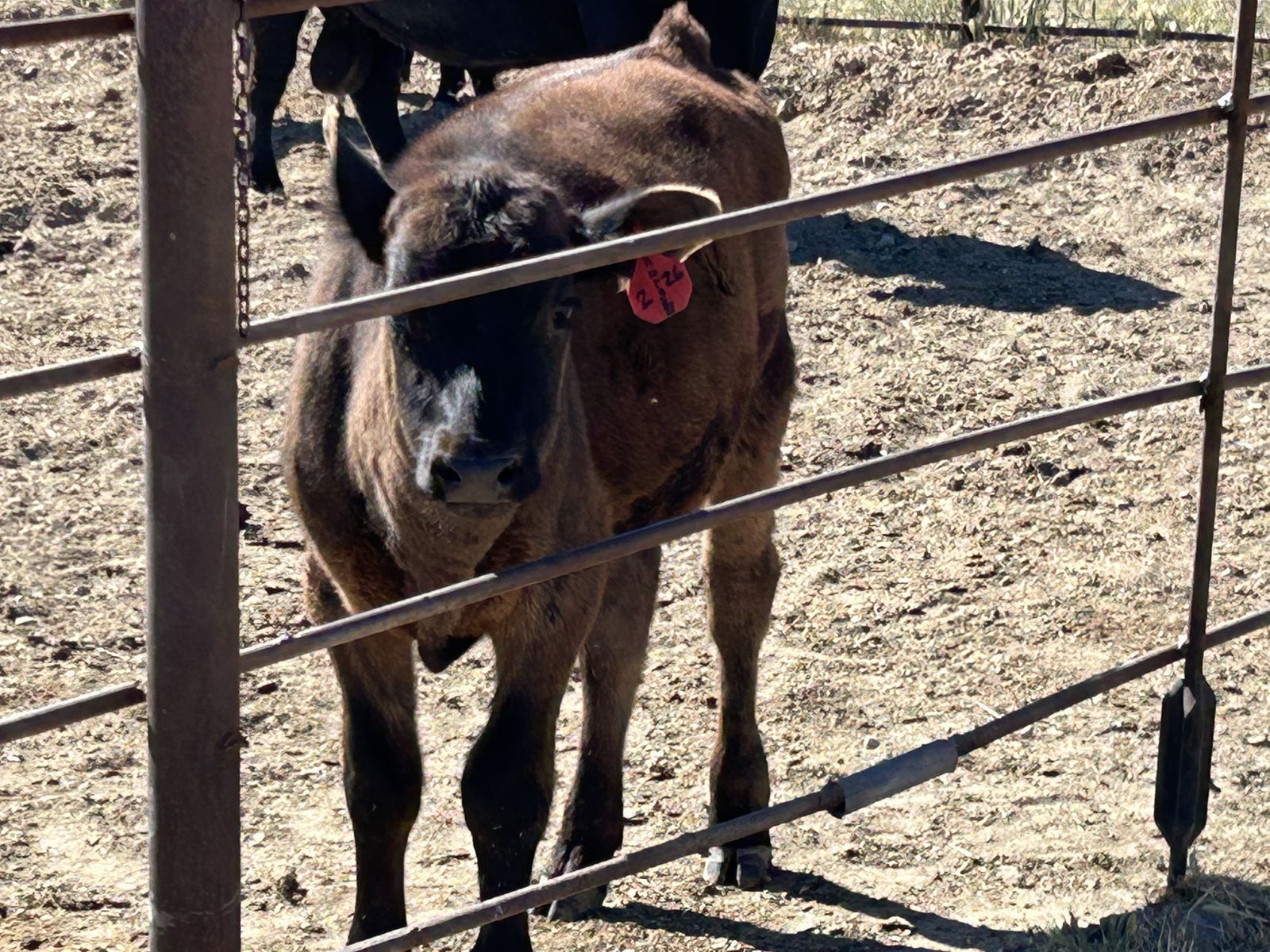 Angus - Holstein steer