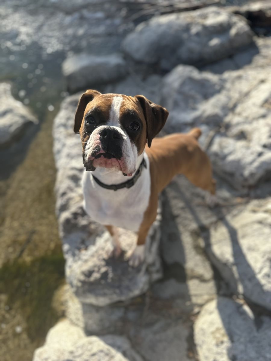 FREE Male Boxer