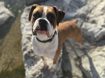 FREE Male Boxer