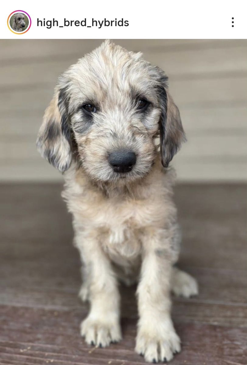 Irish Wolfhound Wolfadoodles