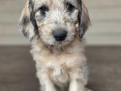 Irish Wolfhound Wolfadoodles
