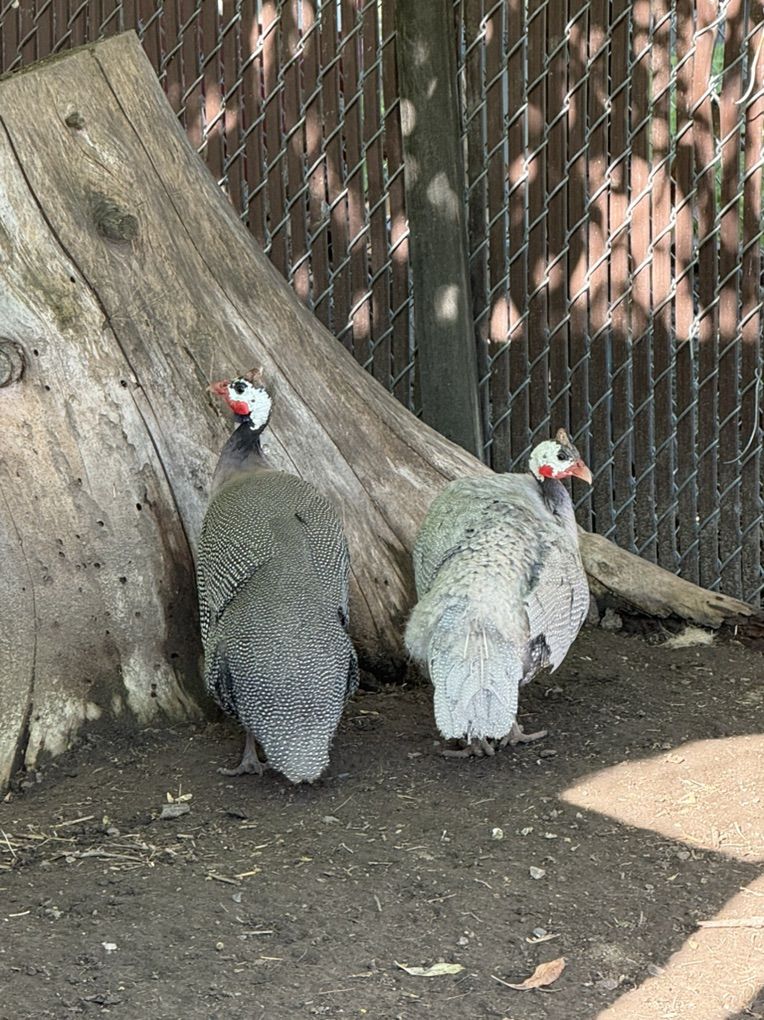 4 Guinea Hens Or Guinea Fowl