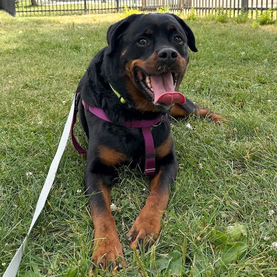 Hello my name is Bear